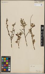 Foto von Salix aurita L.